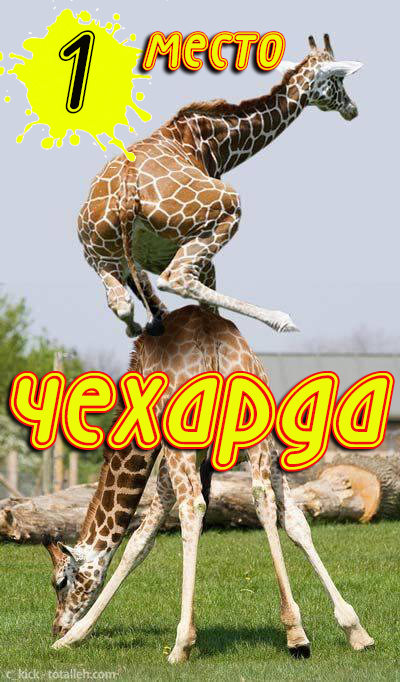 1 место в турнире 